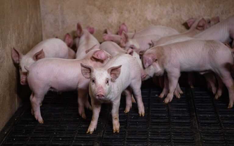 production porcine Nigéria