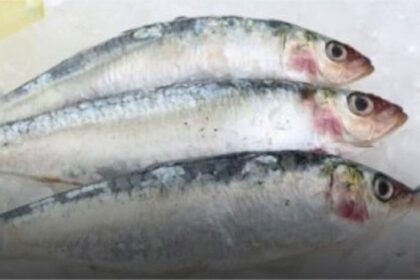 Face à la raréfaction des stocks de sardines, le gouvernement a décidé de suspendre