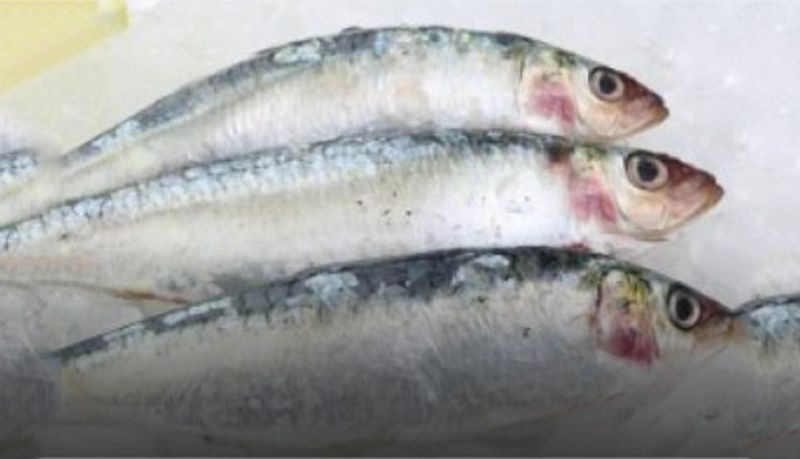 Face à la raréfaction des stocks de sardines, le gouvernement a décidé de suspendre