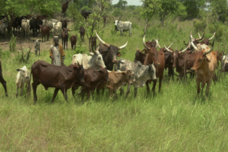 transhumance dans le nord ivoirien