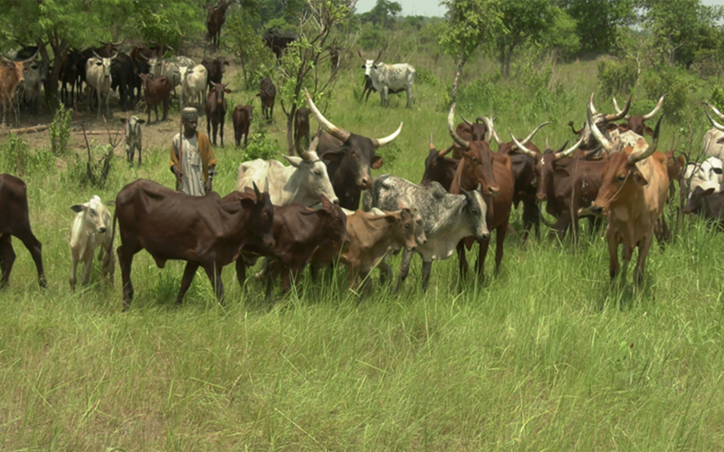 transhumance dans le nord ivoirien