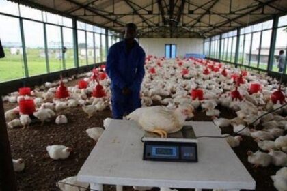 Des financements annoncés pour développer l’aviculture en RDC