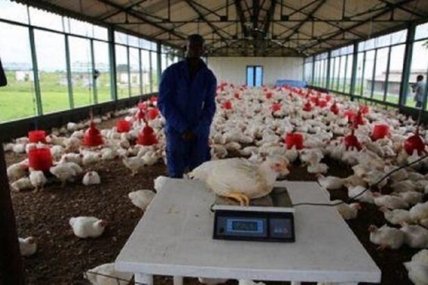 Des financements annoncés pour développer l’aviculture en RDC