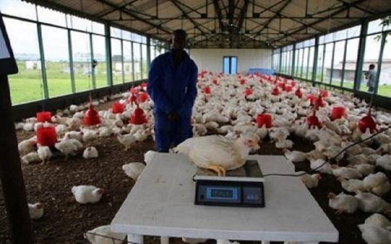 Des financements annoncés pour développer l’aviculture en RDC
