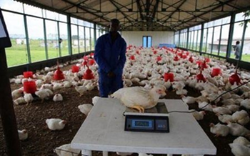 Des financements annoncés pour développer l’aviculture en RDC