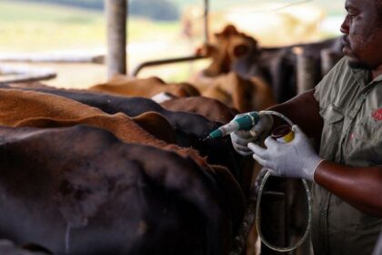 L’Afrique du Sud a lancé une campagne de vaccination pour lutter contre la fièvre aphteuse qui sévit dans le pays depuis plusieurs mois.