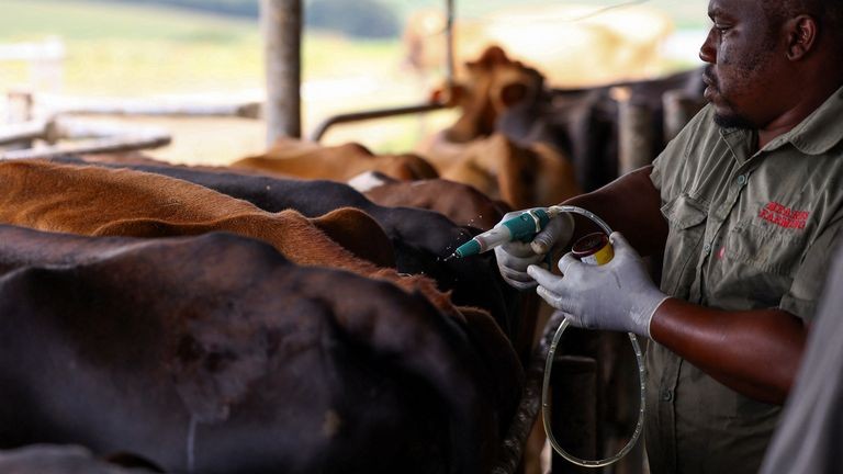 L’Afrique du Sud a lancé une campagne de vaccination pour lutter contre la fièvre aphteuse qui sévit dans le pays depuis plusieurs mois.