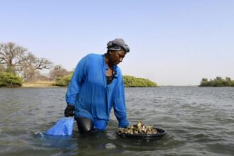 Célébration de la Journée nationale de l’huître au Sénégal