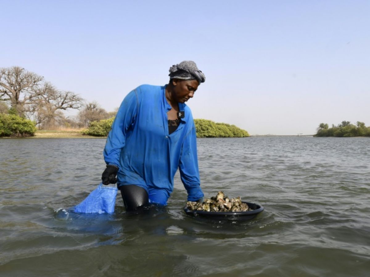 Célébration de la Journée nationale de l’huître au Sénégal