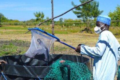 L’Etat veut former plus de 200 jeunes diplômés aux métiers de l’élevage ou de la pisciculture