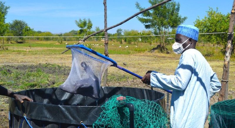 L’Etat veut former plus de 200 jeunes diplômés aux métiers de l’élevage ou de la pisciculture