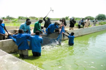 Pisciculture Cameroun
