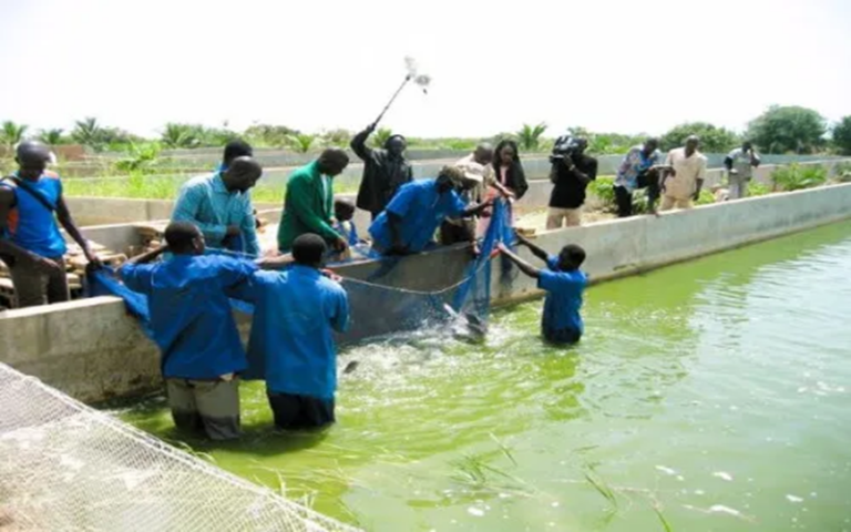Pisciculture Cameroun