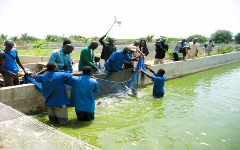 Pisciculture Cameroun