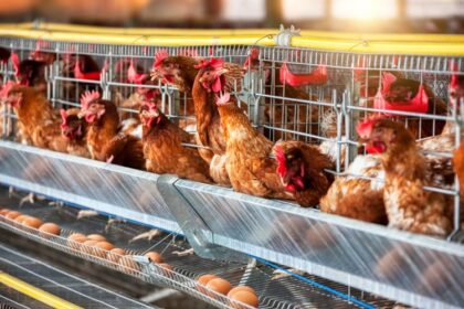 Projet avicole Sonoco