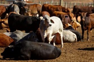 L’Afrique du Sud lance le vaccin local contre la fièvre aphteuse.