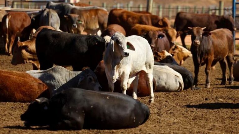 L’Afrique du Sud lance le vaccin local contre la fièvre aphteuse.