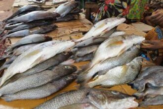 En dix ans, la Côte d’Ivoire a presque doublé ses importations de poissons frais
