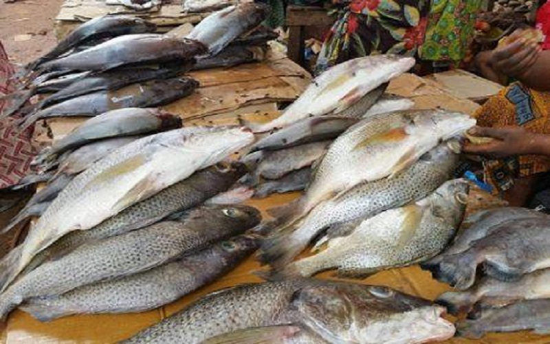 En dix ans, la Côte d’Ivoire a presque doublé ses importations de poissons frais