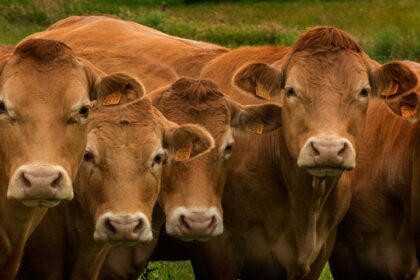 déclaration environnementale élevage bovin