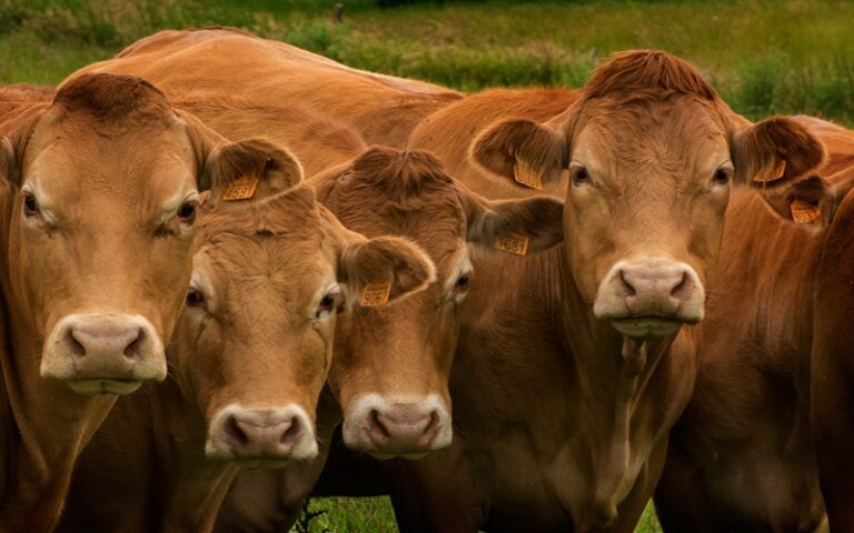 déclaration environnementale élevage bovin