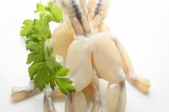 élevage de grenouilles