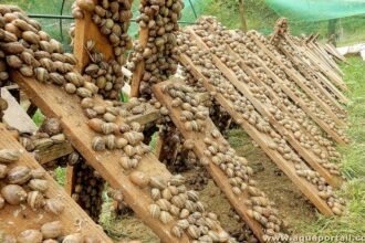 élevage d’escargots Nigéria