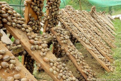 élevage d’escargots Nigéria