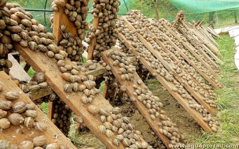 élevage d’escargots Nigéria