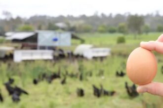 renforcer la biosécurité des œufs de poules