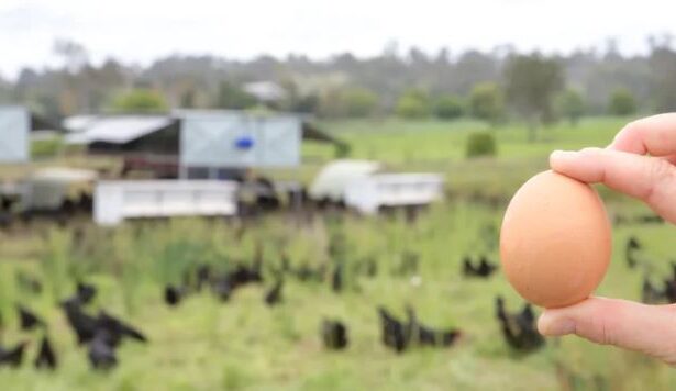 renforcer la biosécurité des œufs de poules