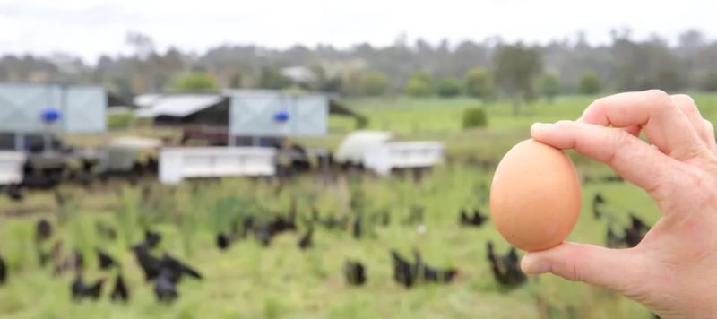 renforcer la biosécurité des œufs de poules