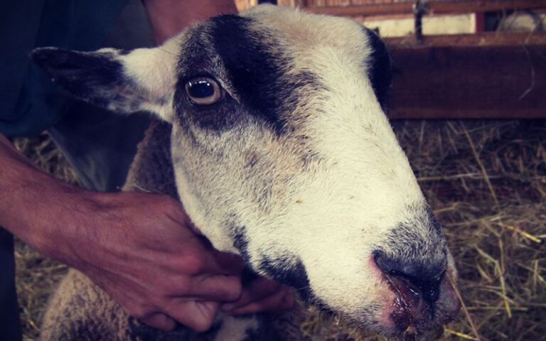 fièvre aphteuse au Botswana