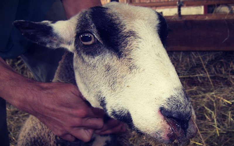 fièvre aphteuse au Botswana