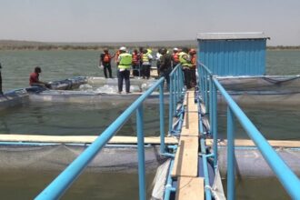 poissons cages flottantes Burkina