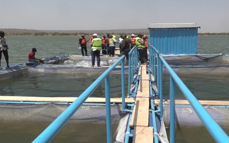 poissons cages flottantes Burkina