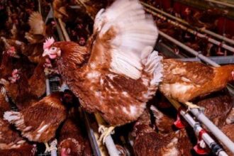Un plan directeur en préparation pour relancer l’aviculture au Ghana