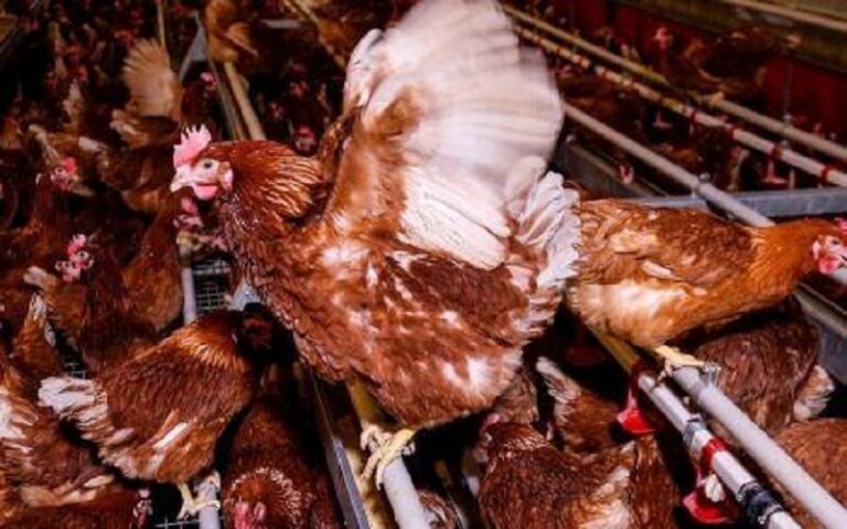 Un plan directeur en préparation pour relancer l’aviculture au Ghana