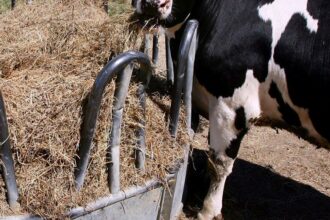 L’élaboration d’une politique nationale sur la production d'aliments pour animaux au cœur d’un atelier