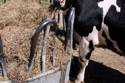 L’élaboration d’une politique nationale sur la production d'aliments pour animaux au cœur d’un atelier