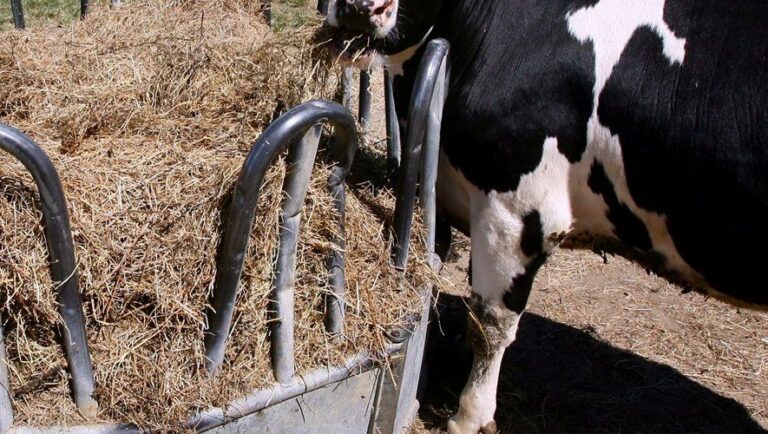 L’élaboration d’une politique nationale sur la production d'aliments pour animaux au cœur d’un atelier