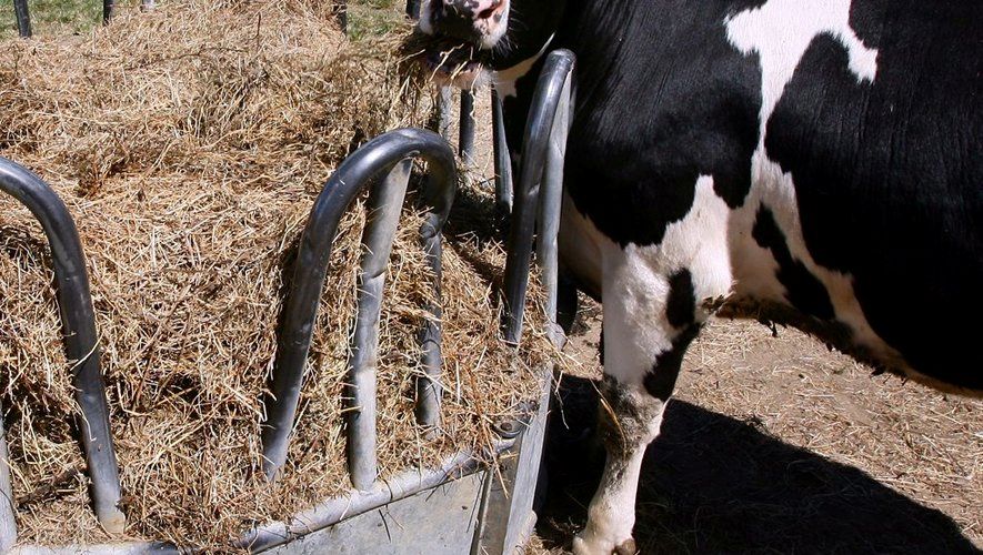 L’élaboration d’une politique nationale sur la production d'aliments pour animaux au cœur d’un atelier