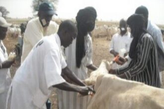 souveraineté alimentaire Sénégal