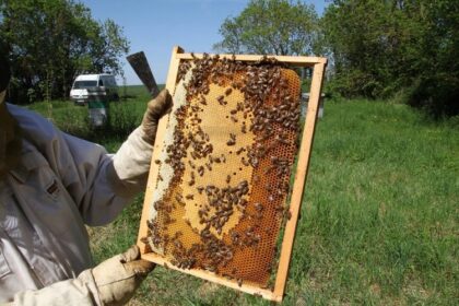Le Maroc positionne son miel à l’international