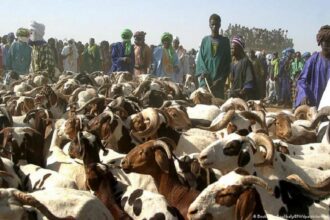 Mali / les vendeurs de bétail toujours en attente de relocalisation