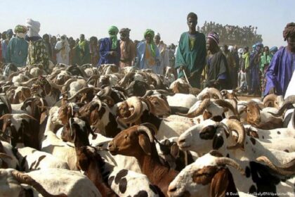 Mali / les vendeurs de bétail toujours en attente de relocalisation