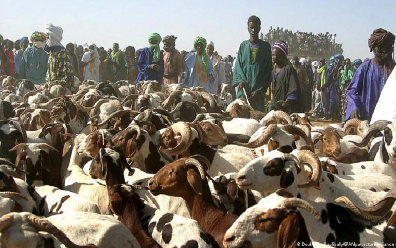Mali / les vendeurs de bétail toujours en attente de relocalisation