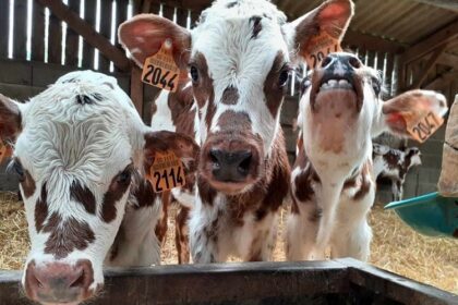 France/La FCO perturbe les naissances de veaux laitiers et influence les prix