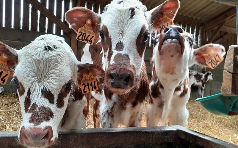 France/La FCO perturbe les naissances de veaux laitiers et influence les prix