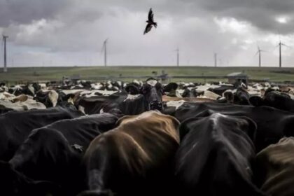 Afrique du Sud / L’élevage frappé par une grave flambée de fièvre aphteuse